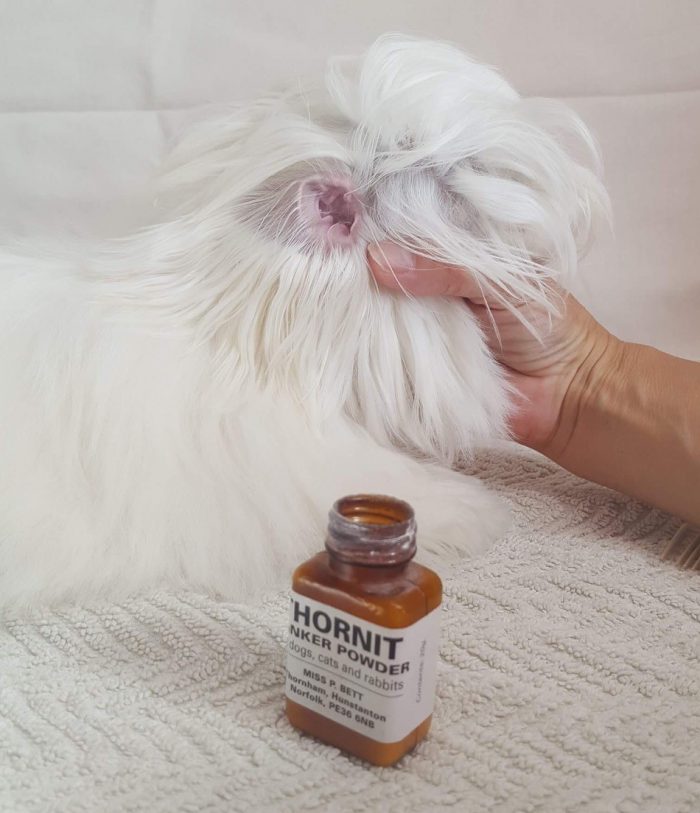 Total Grooming Guide for your Maltese Dog The Maltese Club