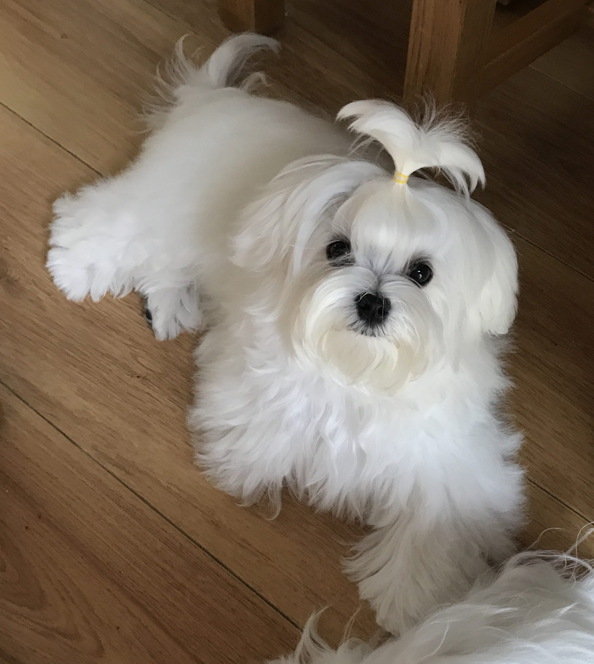 Total Grooming Guide for your Maltese Dog The Maltese Club