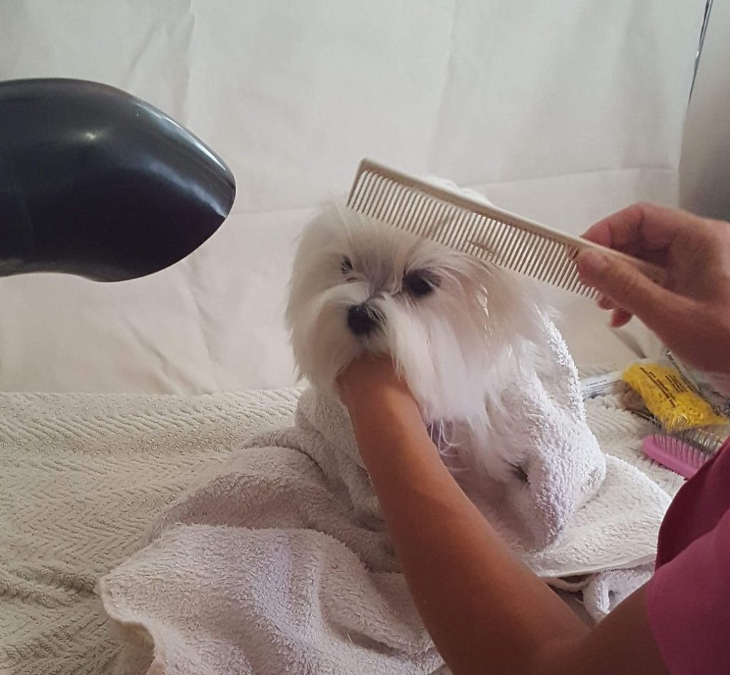 Total Grooming Guide for your Maltese Dog The Maltese Club