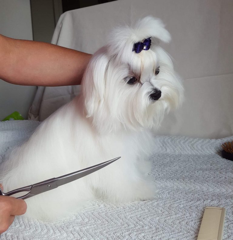 Total Grooming Guide for your Maltese Dog The Maltese Club